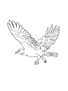 Osprey coloring page