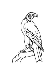 Osprey coloring page