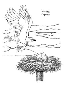 Osprey coloring page