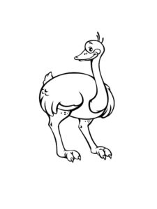 Ostrich coloring page