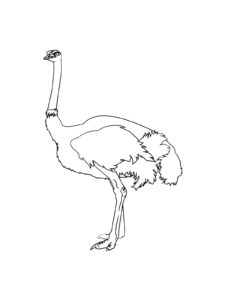 Ostrich coloring page