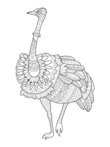 Ostrich coloring page