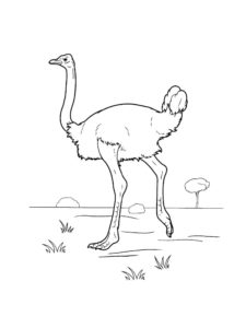 Ostrich coloring page