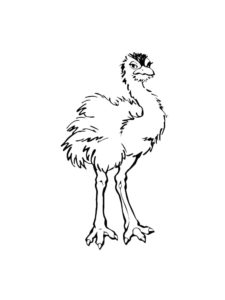 Ostrich coloring page