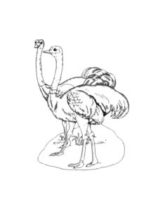 Ostrich coloring page