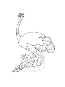 Ostrich coloring page