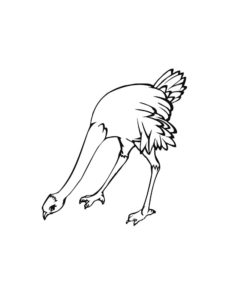 Ostrich coloring page