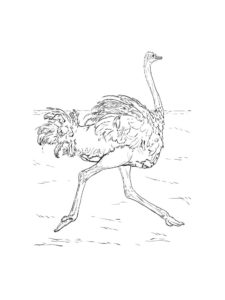 Ostrich coloring page