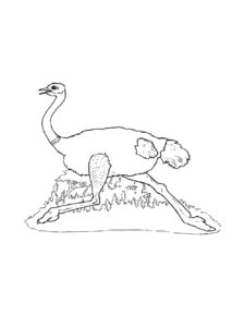 Ostrich coloring page