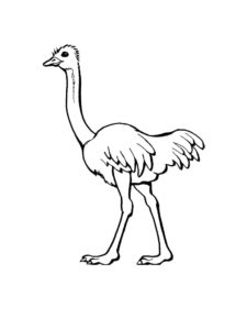 Ostrich coloring page