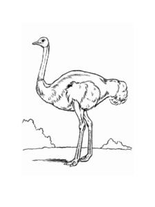 Ostrich coloring page