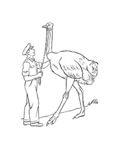 Ostrich coloring page