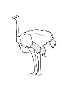 Ostrich coloring page