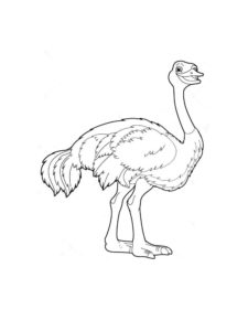 Ostrich coloring page