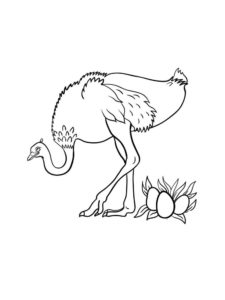 Ostrich coloring page