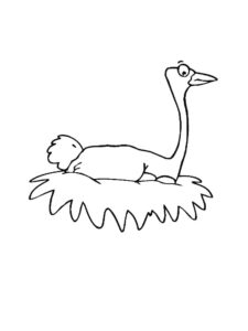 Ostrich coloring page