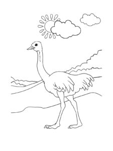 Ostrich coloring page