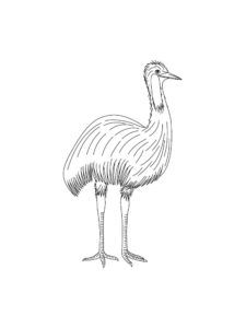 Ostrich coloring page