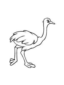 Ostrich coloring page