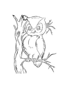 Owl coloring page