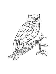 Owl coloring page