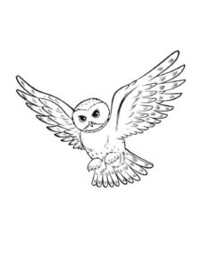 Owl coloring page