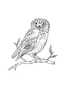 Owl coloring page