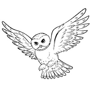 Owl coloring pages