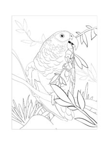 Parakeet coloring page