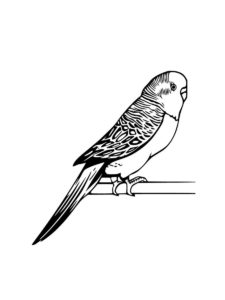 Parakeet coloring page