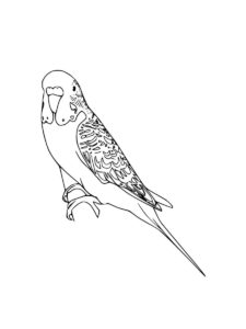 Parakeet coloring page