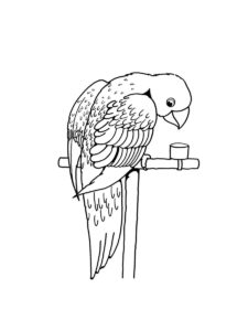 Parakeet coloring page