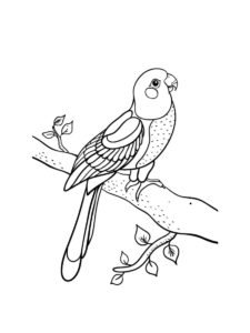 Parakeet coloring page