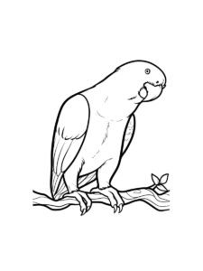 Parakeet coloring page