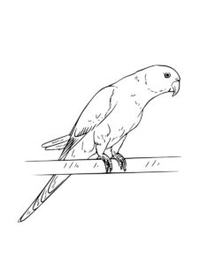 Parakeet coloring page