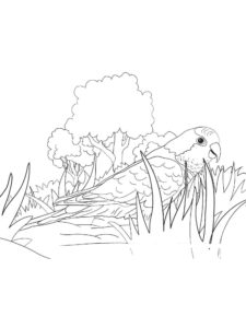 Parakeet coloring page