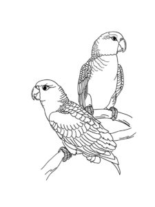 Parakeet coloring page