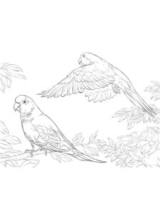 Parakeet coloring page