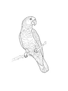 Parakeet coloring page