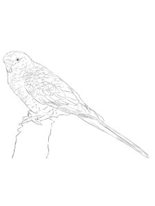 Parakeet coloring page