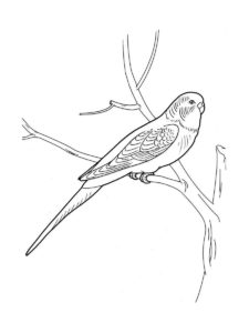 Parakeet coloring page