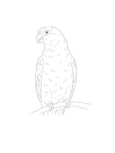 Parakeet coloring page