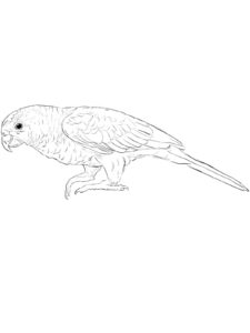 Parakeet coloring page