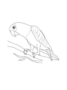 Parakeet coloring page