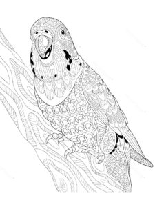 Parakeet coloring page