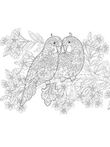 Parakeet coloring page