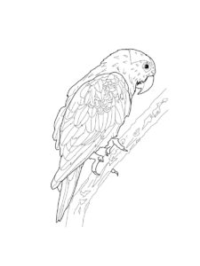 Parakeet coloring page