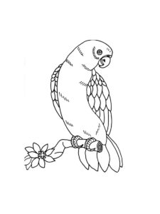 Parakeet coloring page