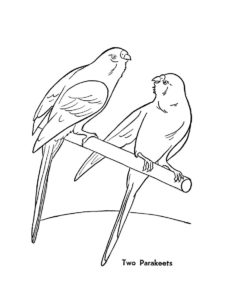 Parakeet coloring page