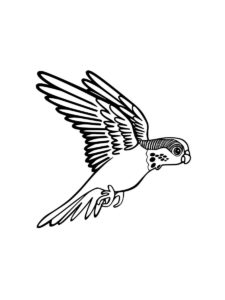 Parakeet coloring page